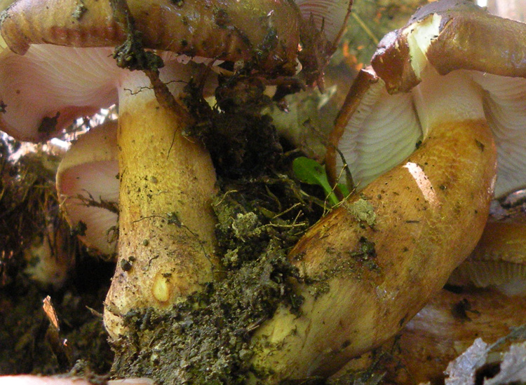 Tricholoma fracticum?